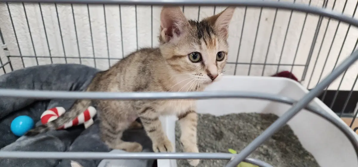 A small tabby kitten with green eyes stands inside a metal wire cage, looking directly at the camera with a serious…