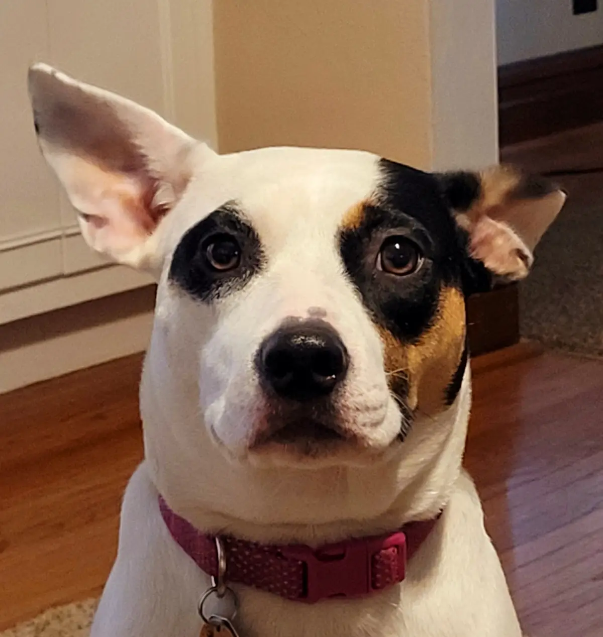 A close-up photo of a white, black, and tan dog with large, expressive eyes and perked ears, wearing a pink collar, looking…