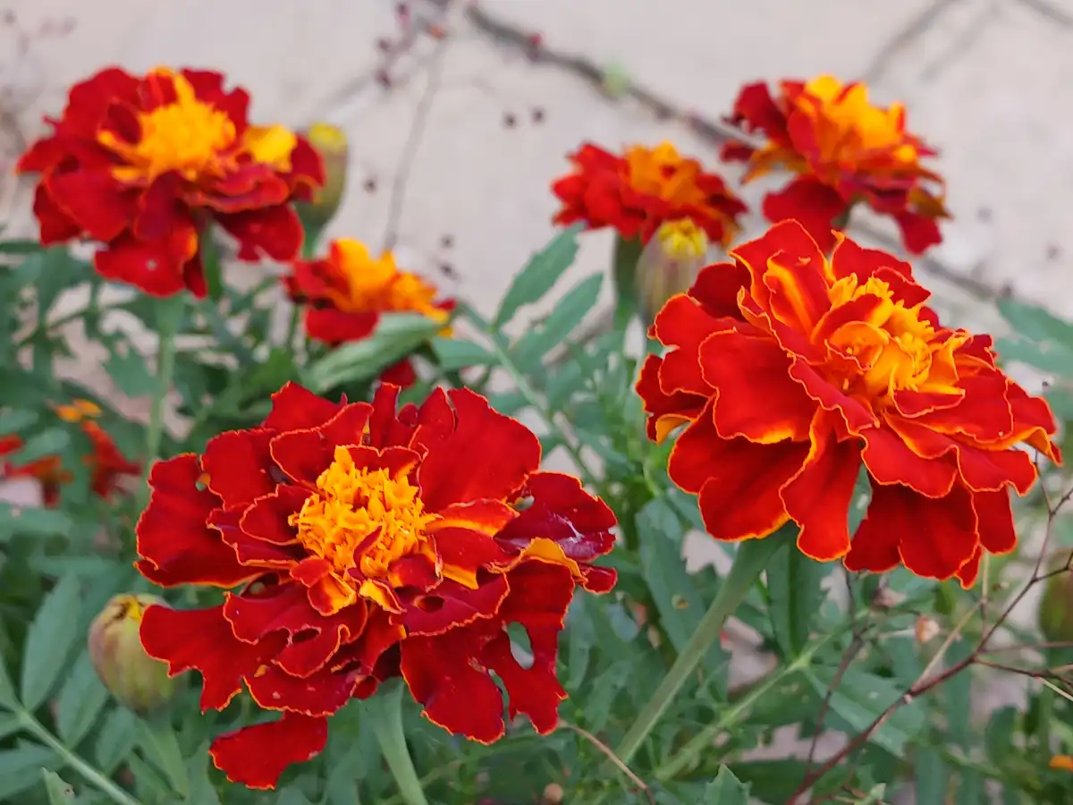 A close-up photograph of vibrant red and orange marigold flowers with green leaves and stems, set against a blurred…