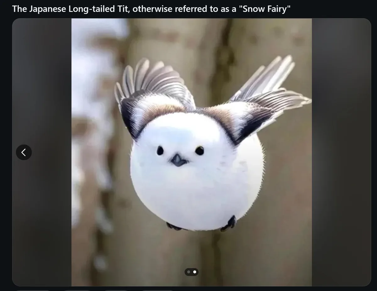 A close-up photo shows a small, round, white bird with black eyes and a black beak, its wings slightly spread as if…