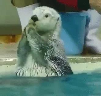 A sequence of six images shows a wet otter in a pool, progressively wiping its face with its paws as if crying. In the…
