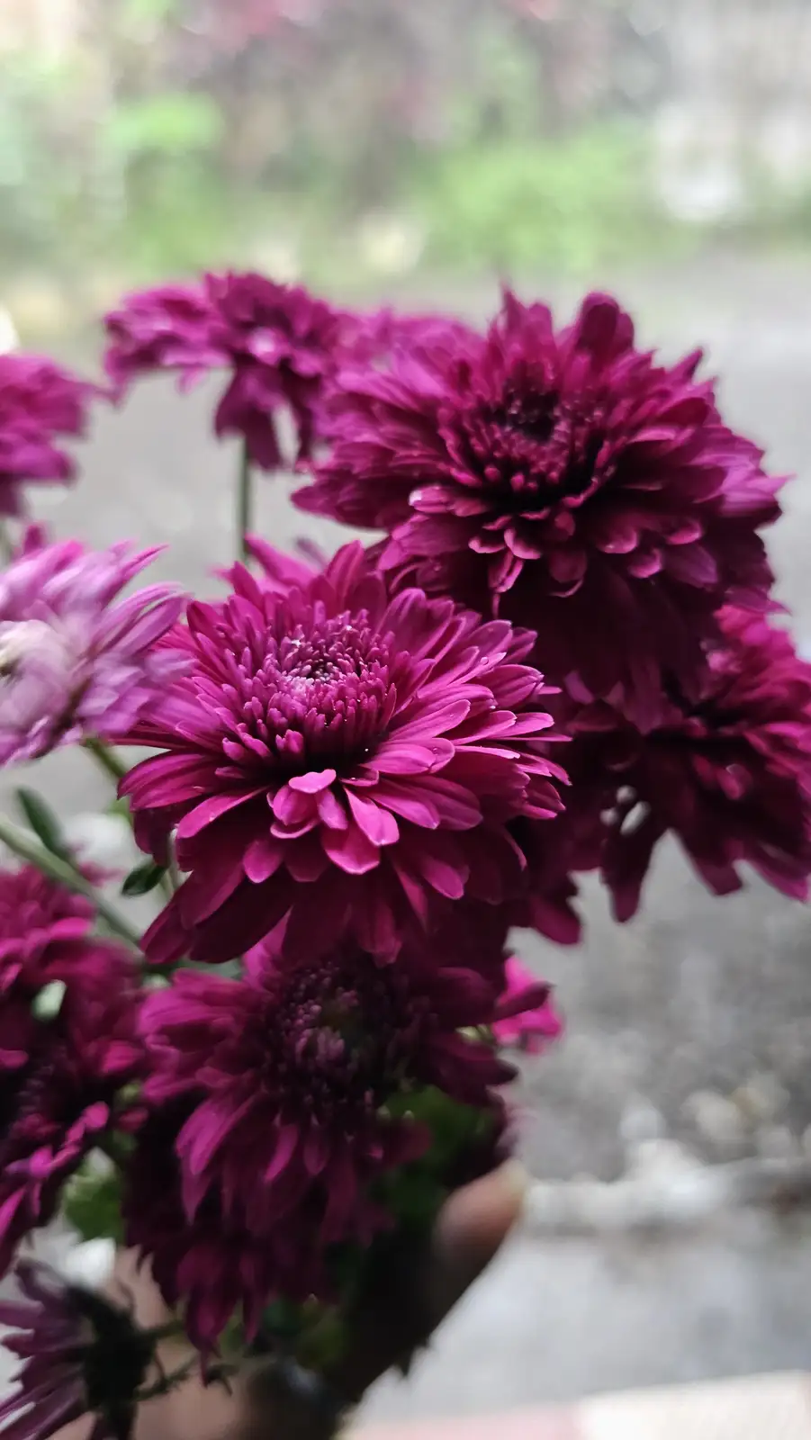 A close-up photo shows a bouquet of vibrant magenta chrysanthemums with dewdrops on their petals, held by a hand against a…