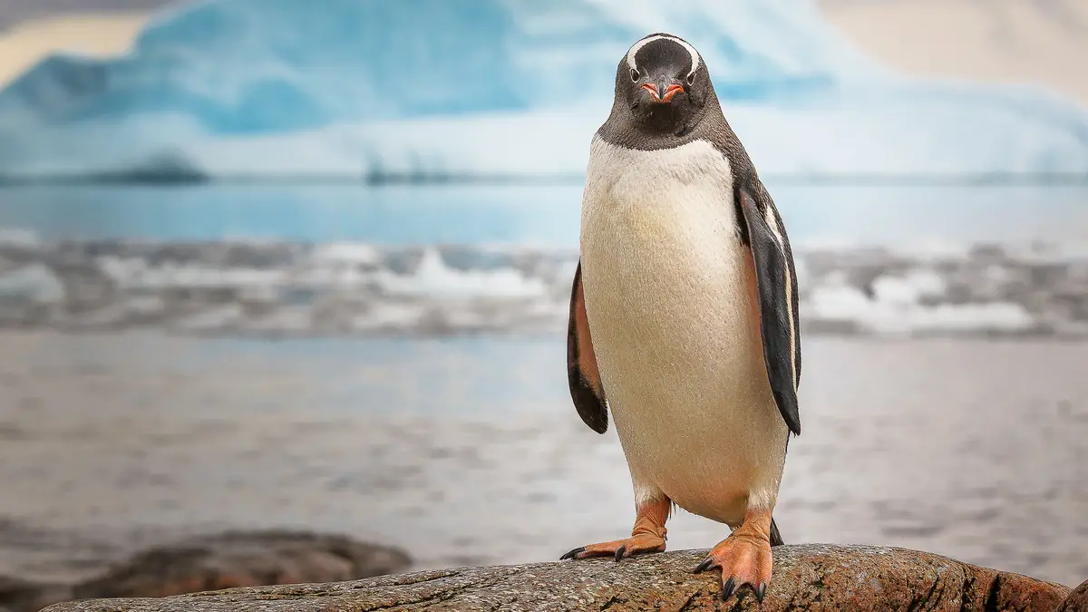 In mainland Antarctica, a bustling metropolis at the Antarctic Peninsula tip, Gentoo penguin colonies thrive alongside other…