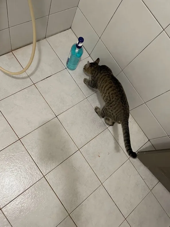 A tabby cat is lying on a tiled bathroom floor, intently staring at a bottle of blue hand soap. The cat's body is stretched…