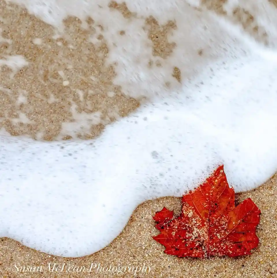 A close-up photo shows a vibrant red maple leaf resting on wet sand at the shoreline, partially covered by foamy white ocean…