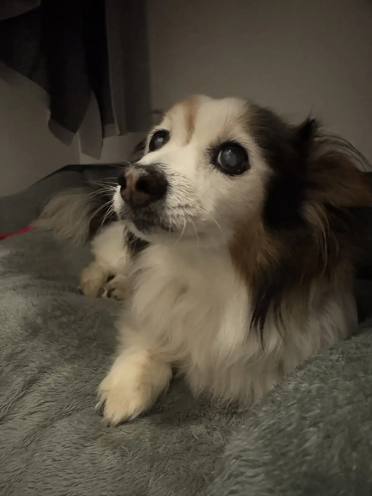 A small, fluffy dog with large, expressive eyes looks upward with a pleading or innocent expression while lying on a gray…