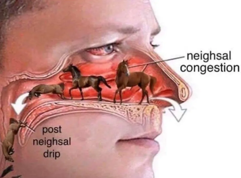 An anatomical illustration of a human face in profile, with toy horses placed inside the nasal cavity and throat. Text…