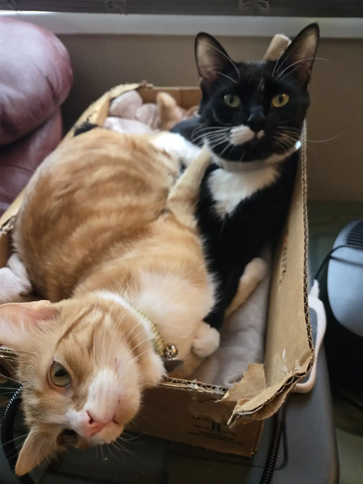 Two cats are lounging together inside a cardboard box; an orange tabby cat is lying on its back with its head tilted down…