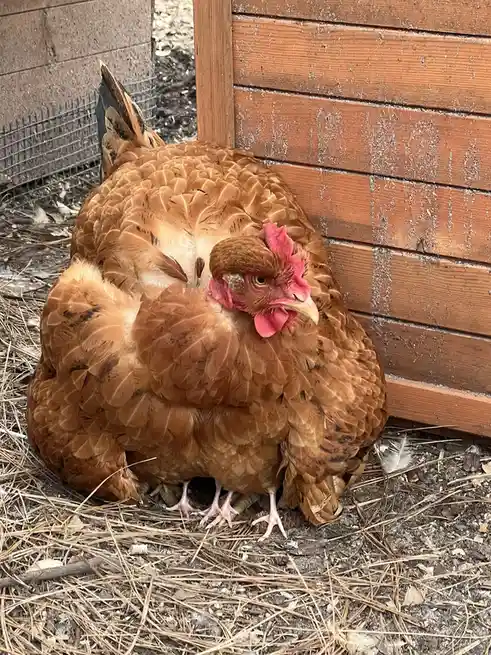 A brown chicken with a red comb is huddled in a tight ball on the ground covered in pine needles, leaning against a wooden…