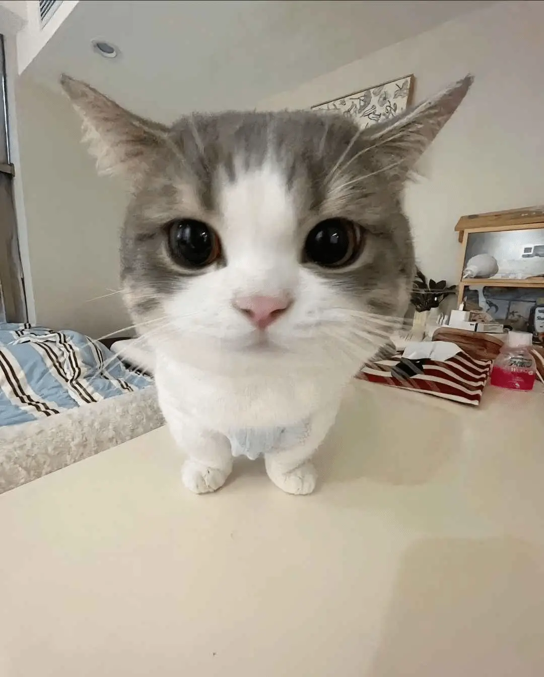 A close-up photo of a gray and white cat with large, expressive eyes standing on a table, wearing a small diaper. The cat…