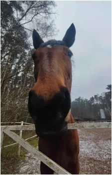 A close-up photo of a brown horse with a dark muzzle, looking directly at the camera from behind a white fence in a snowy…