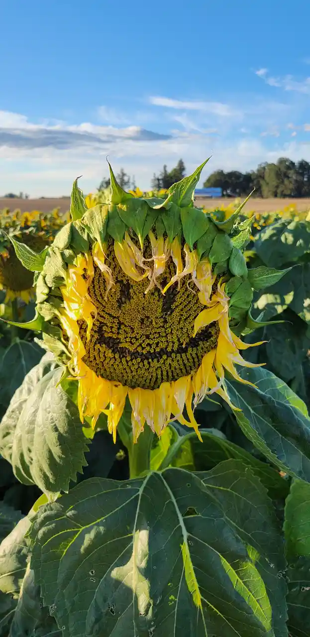 A close-up photo of a wilting sunflower with drooping yellow petals and green leaves, set against a blue sky with clouds and…