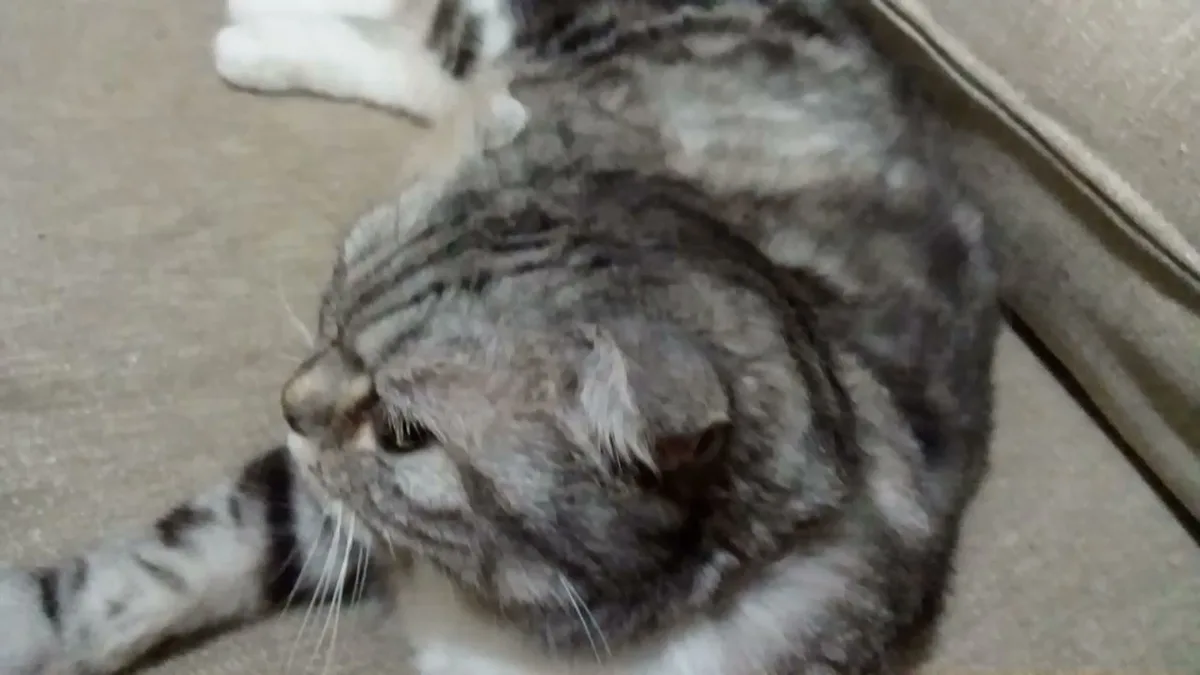 Just Another Cute Cat in the Spotlight