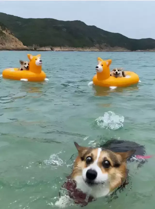 Panic Mode Activated!