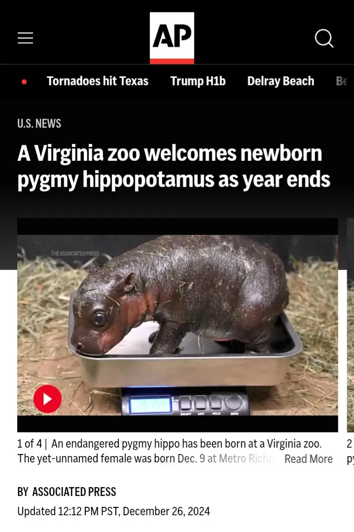 A screenshot of an Associated Press news article shows a tiny, wet newborn pygmy hippopotamus standing in a metal tray on a…