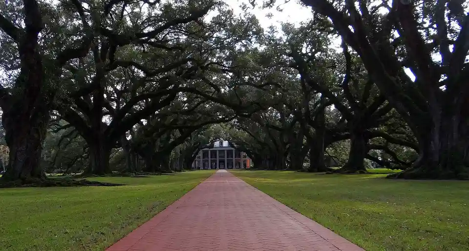 A wide-angle photo shows a long, red brick pathway flanked by massive, ancient oak trees with sprawling branches forming a…