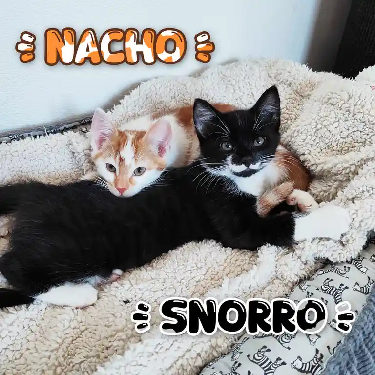 Welcoming Our New Baby Boys with Love <3
