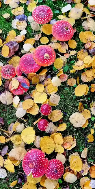 A top-down photograph shows numerous bright red, white-spotted mushrooms growing among green grass and scattered yellow and…