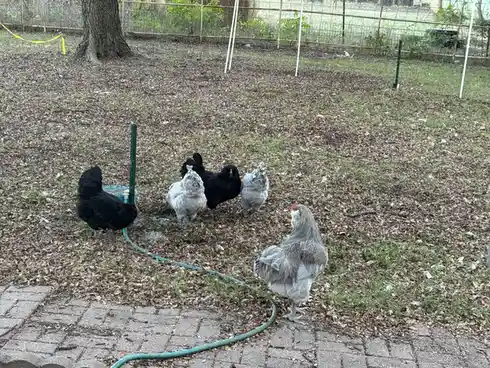 Five chickens, mostly black and grey, are gathered around a green garden hose on a grassy yard with scattered leaves and a…