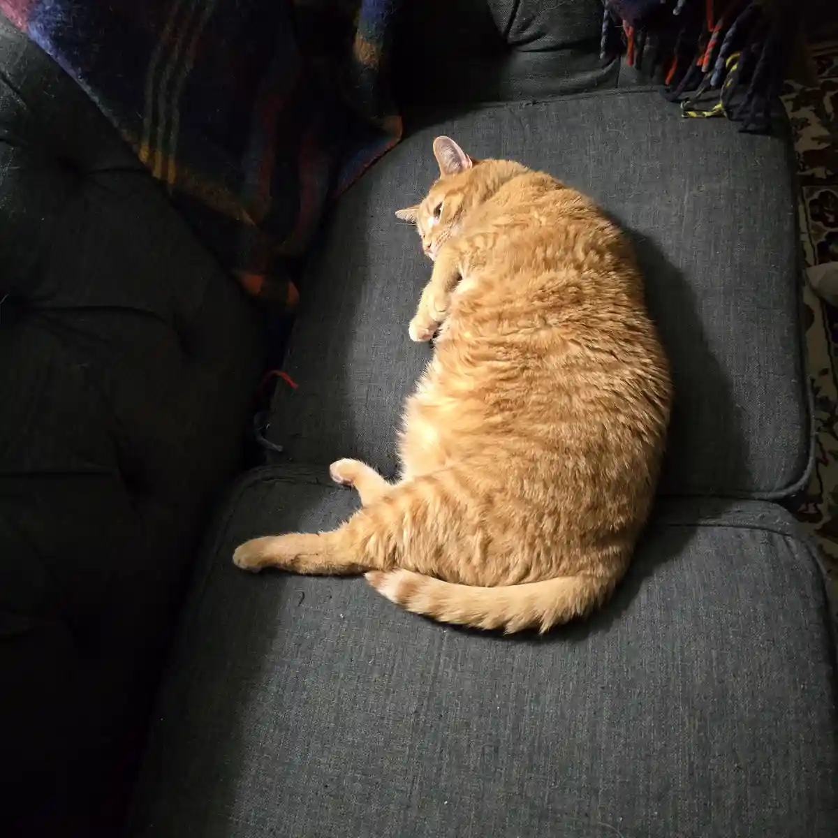 An orange tabby cat is curled up on a dark gray couch, appearing to be sleeping or resting with one paw near its face. A…