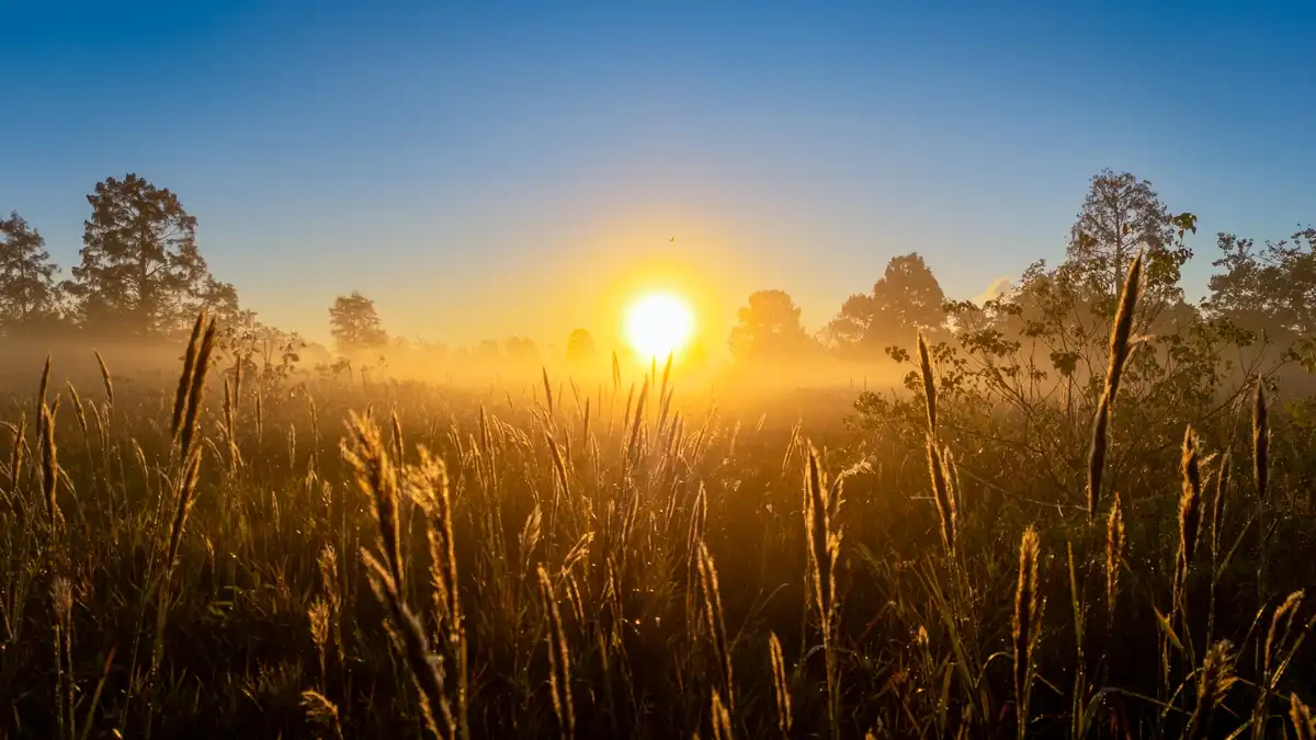 A serene sunrise photo shows tall grasses in the foreground with mist rising, trees silhouetted in the distance, and a…