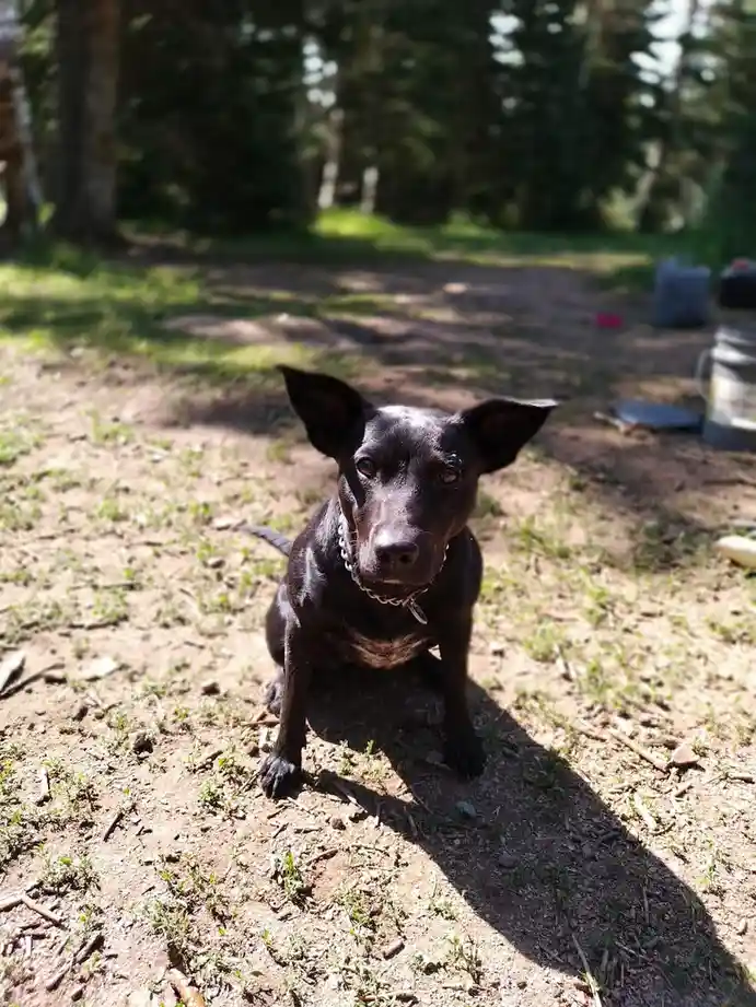 A black dog with large ears and a chain collar sits attentively on dirt ground in a wooded area, looking directly at the…