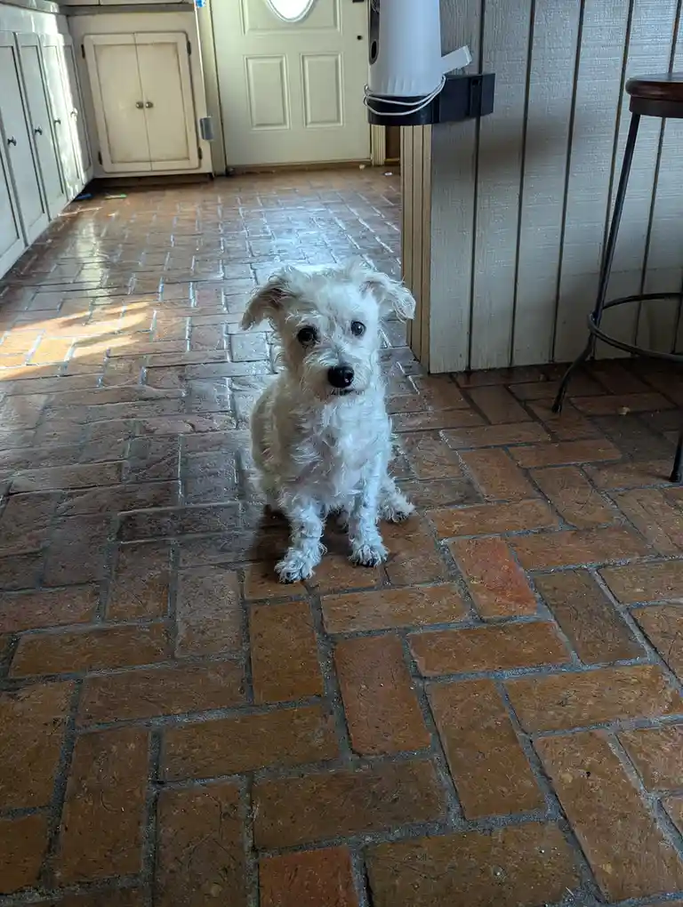A small, fluffy white dog sits on a brown brick-patterned floor, looking directly at the camera with a slightly guilty or…