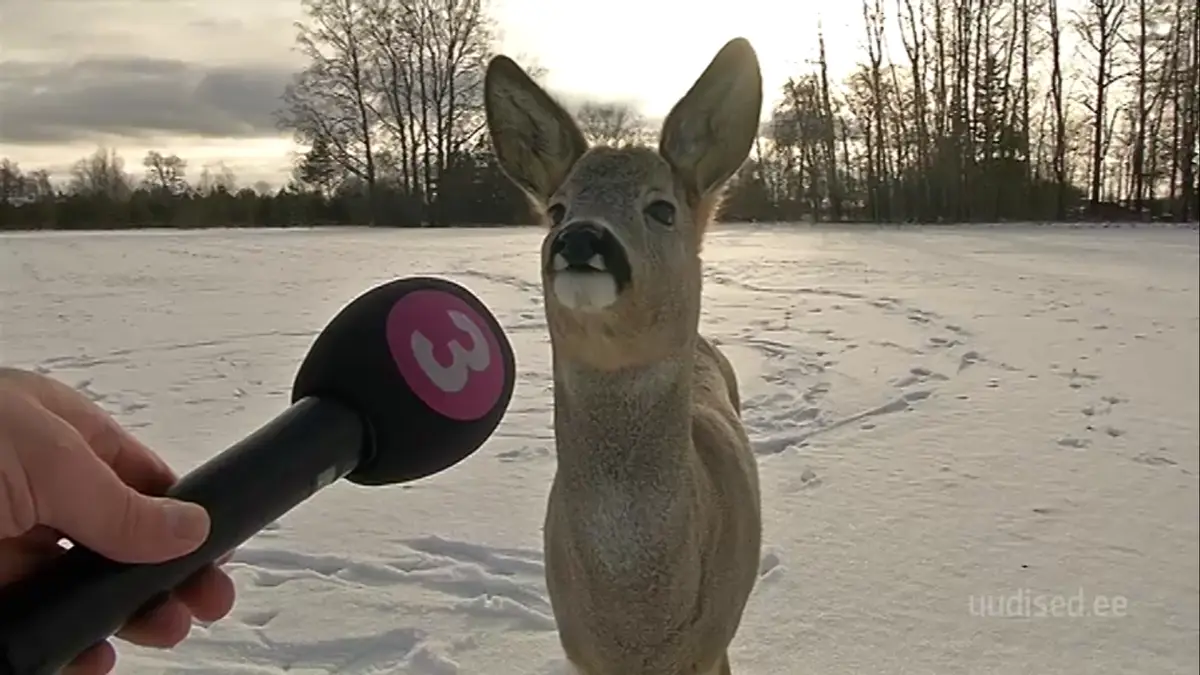 A deer stands in a snowy field, facing a microphone held by a person, as if being interviewed. The deer has a small, dark…