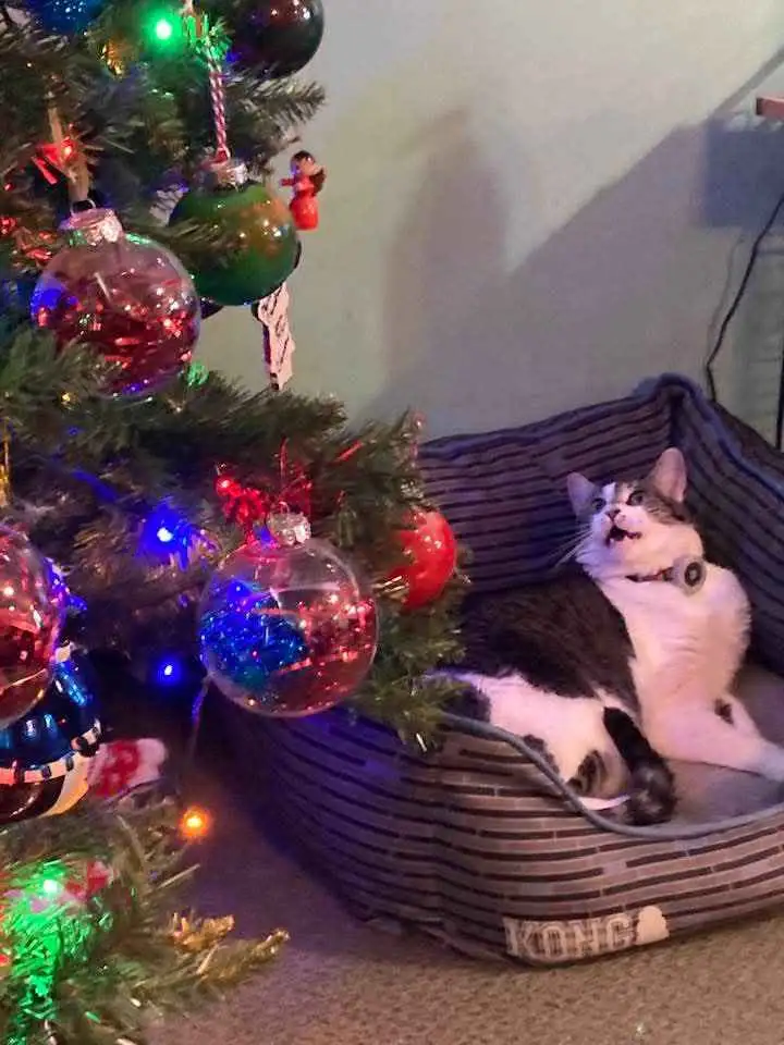 A black and white cat lounges in a striped pet bed next to a lit Christmas tree with colorful ornaments. The cat has its…