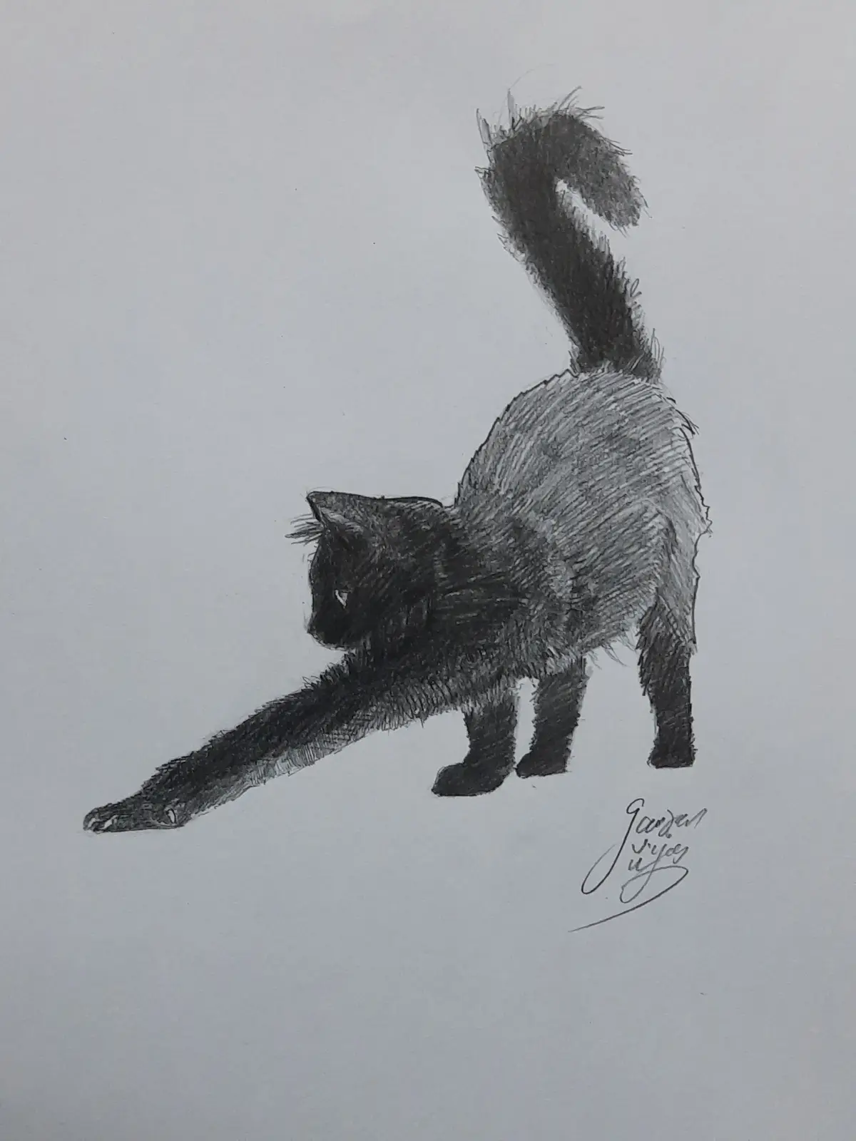 Adorable Cat Moments