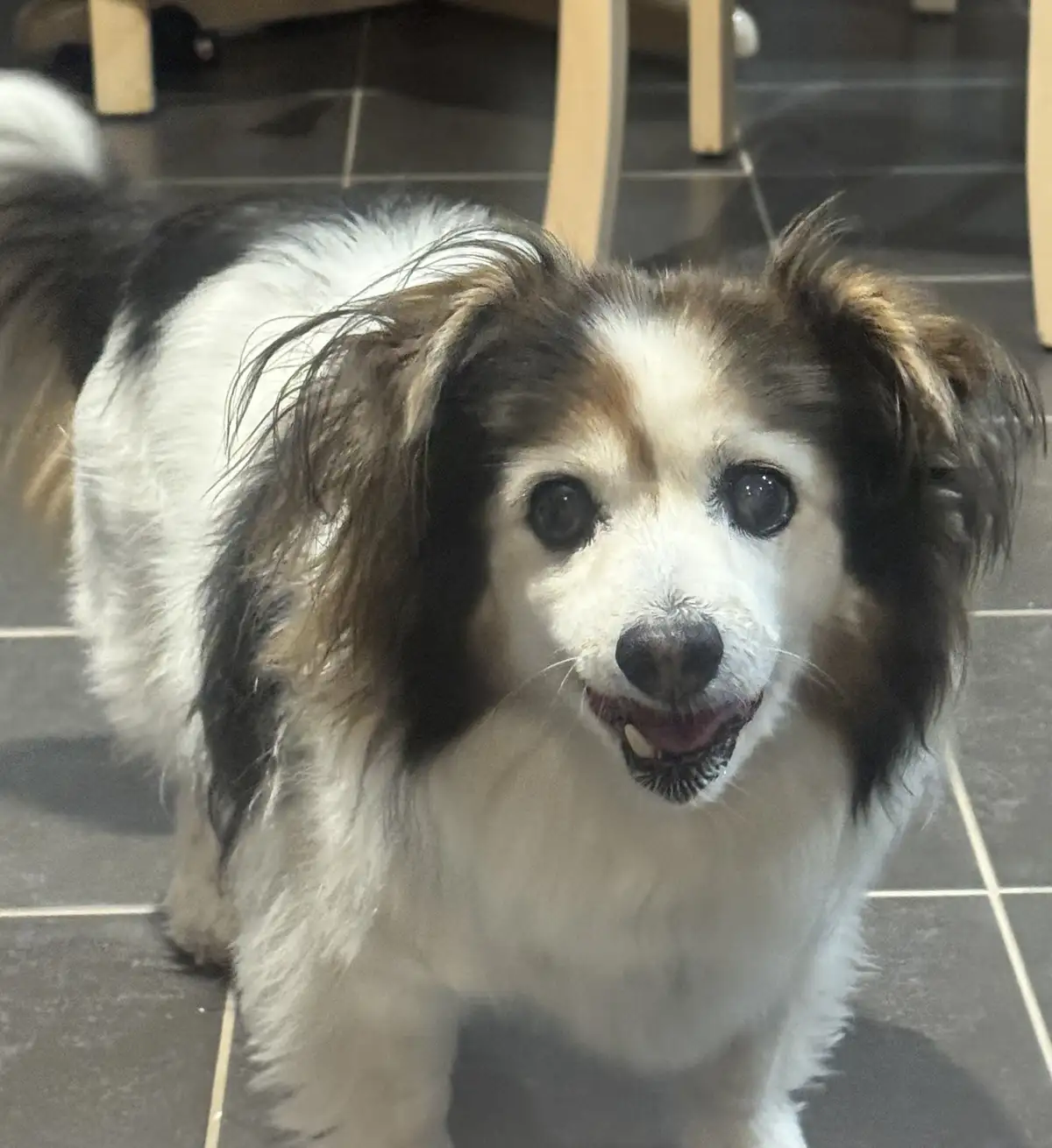 A close-up photo of a small, fluffy dog with white, black, and brown fur standing on a dark tiled floor, looking directly at…
