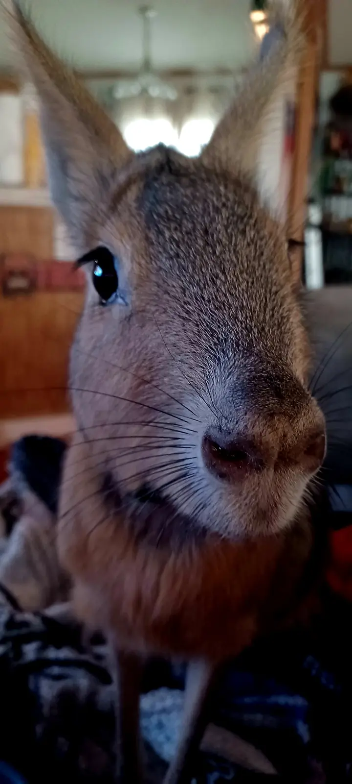 A close-up photo shows a small, furry animal with large ears, whiskers, and a pointed snout, looking directly at the camera…