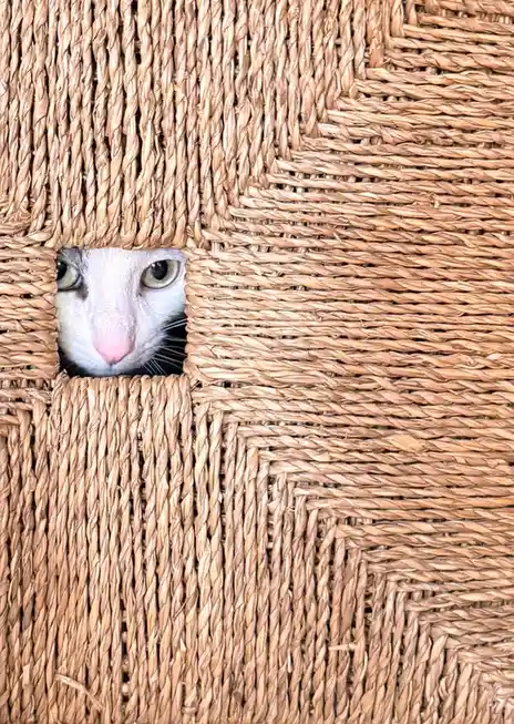 A white cat with green eyes peeks out from a small square opening in a woven wicker basket, looking directly at the camera…