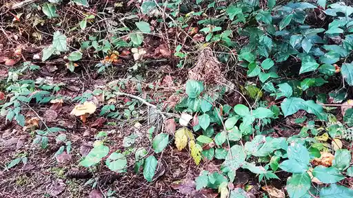 A side-by-side image of a forest floor with green foliage and fallen leaves, where the right panel has several bright blue…