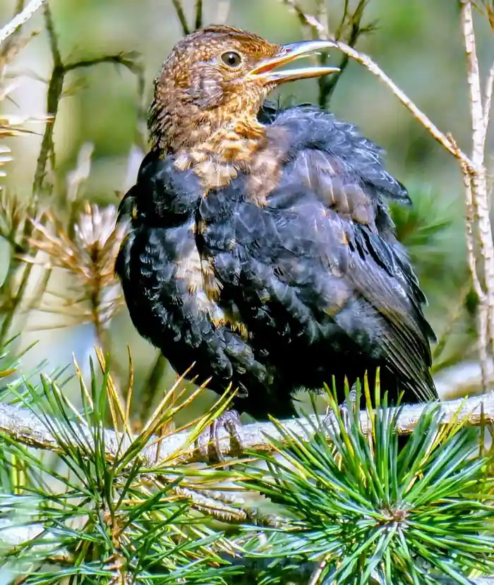 A close-up photo of a young bird, likely a thrush, perched on a pine branch with its beak open as if singing or calling. The…