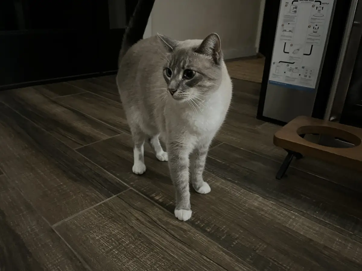 A light gray and white cat with a dark tail stands on a dark wood floor, looking slightly to its left with a serious…
