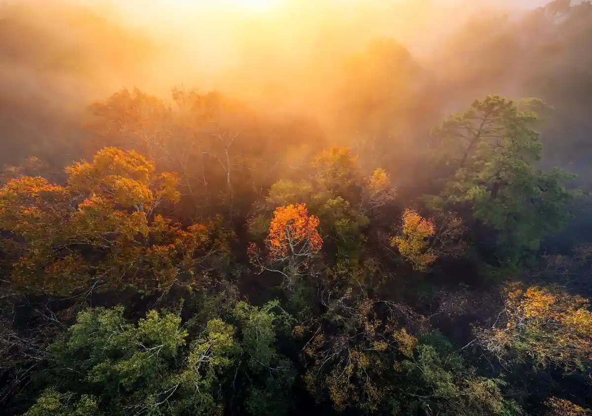 An aerial view of a misty forest at sunrise, with golden light filtering through the fog and illuminating trees with…