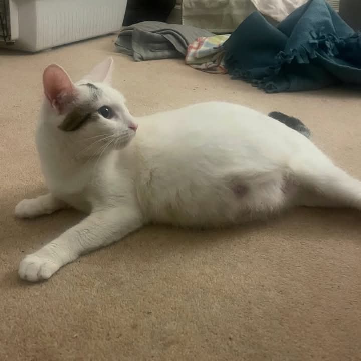 A white cat with some grey markings lies on a beige carpet, looking sideways with a slightly puffed belly. The image has…