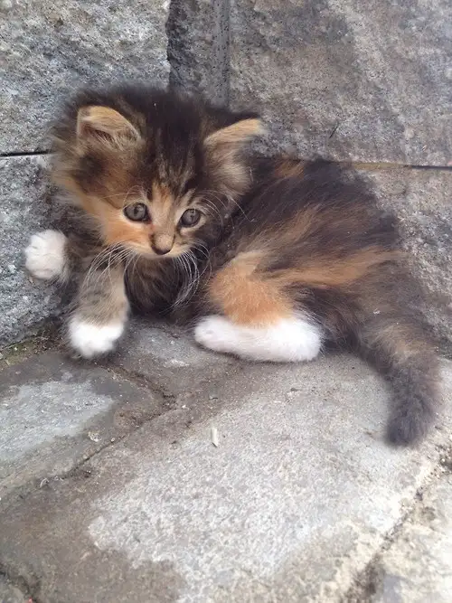 A small, fluffy calico kitten with white paws sits curled up on a stone pavement, looking directly at the camera with wide…