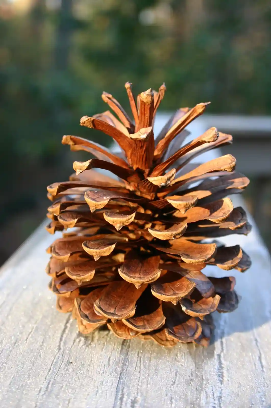A close-up photograph of a brown, dried pinecone resting on a weathered wooden surface, with a blurred natural background…