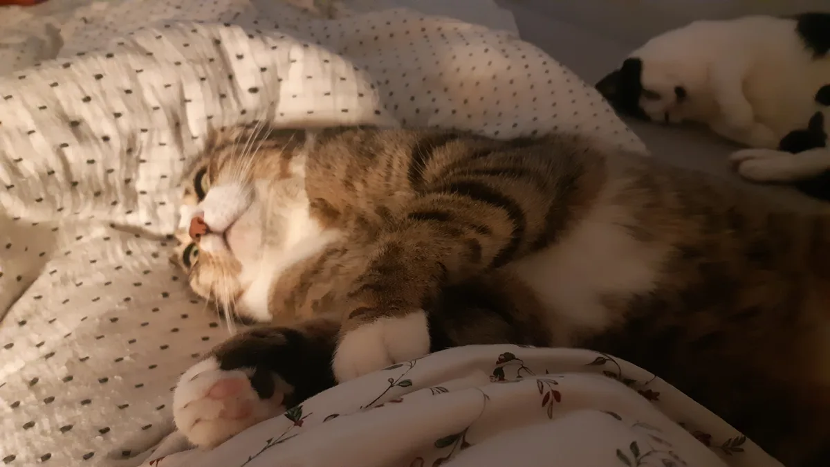 A tabby cat with white paws lies on its back on a polka-dotted blanket, looking up with wide eyes, while a second cat sleeps…
