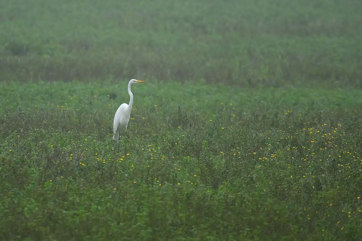 A solitary white egret stands tall in a field of green grass and yellow wildflowers, looking alert and poised. The overlaid…