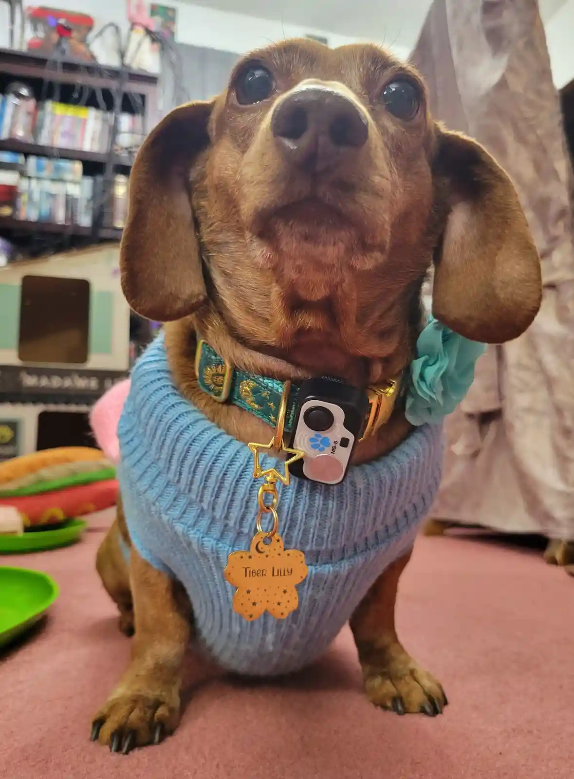 A close-up photo of a brown dachshund wearing a light blue knitted sweater and an ornate teal collar with a small black…