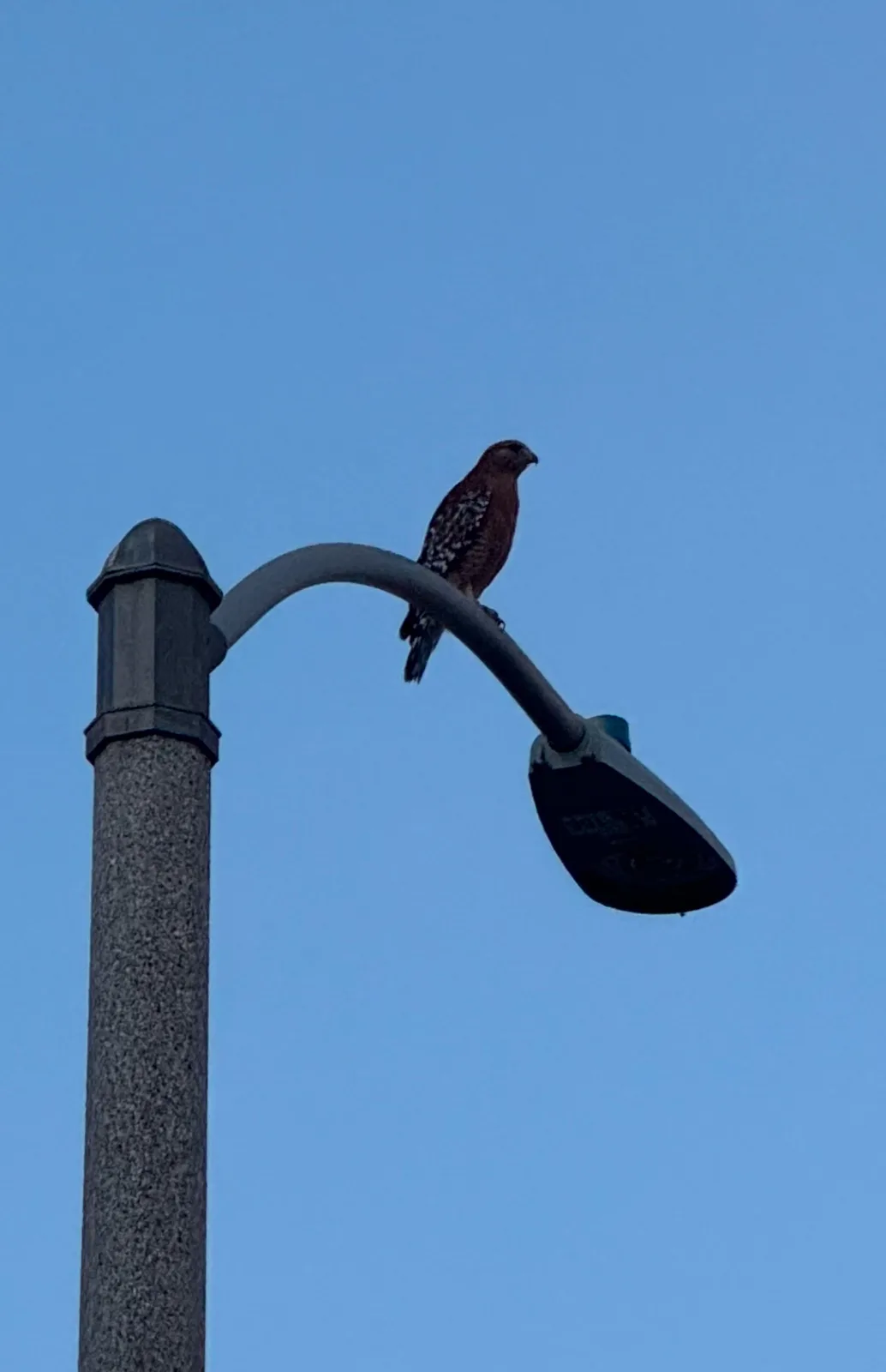 A bird with brown and white speckled feathers perches on the curved arm of a streetlight against a clear blue sky. The bird…