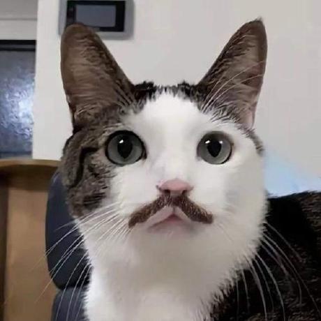A close-up photo of a white and gray cat with a digitally added dark brown mustache, looking directly at the camera with…