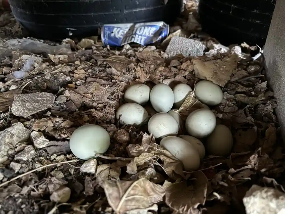 A cluster of pale greenish-gray bird eggs rests among dry leaves and small rocks on the ground, with a crushed Keystone…