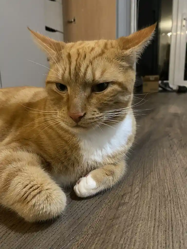 An orange tabby cat with a white chest and paws lies on a wooden floor, staring directly at the camera with a visibly…