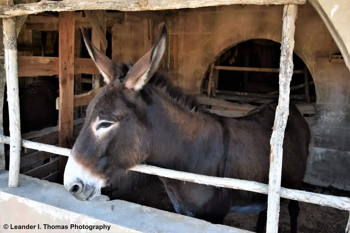 A dark brown donkey with large ears stands in a rustic wooden and stone stable, looking out through a white-painted wooden…