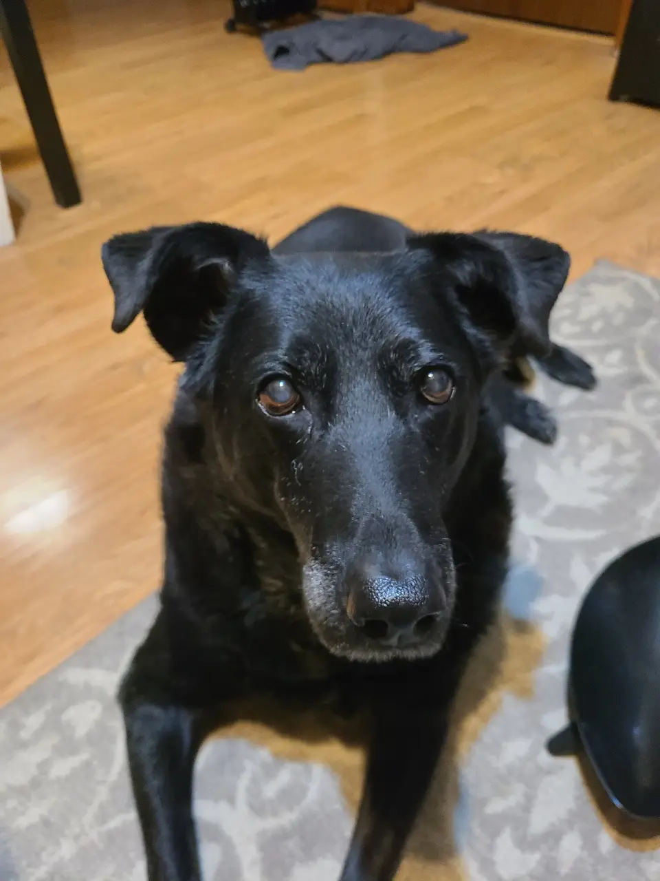 A black dog with floppy ears and soulful brown eyes stares directly at the camera with a pleading, tearful expression…