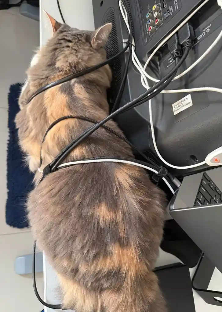 A fluffy tortoiseshell cat is seen from behind, sitting at a desk with its back and sides wrapped in a tangle of black and…
